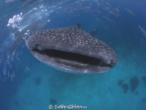 Smile for the camera. My 1st whale shark encounters and I... by Sean Chinn 